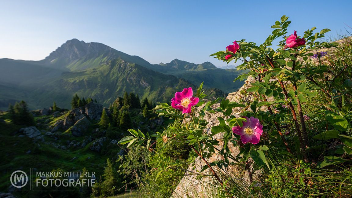 markus-mitterer-kitzbueheler-alpen-044